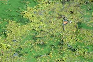 die Oberfläche eines alten Sumpfes, der mit Wasserlinsen und Lilienblättern bedeckt ist foto