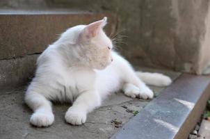 Weiße Katze legte sich hin und schläft auf Betontreppen im Freien foto