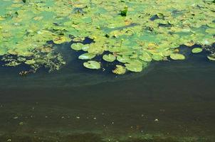 die Oberfläche eines alten Sumpfes, der mit Wasserlinsen und Lilienblättern bedeckt ist foto