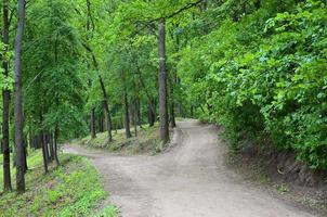 Abzweigung der Wege im Wald. Kreuzung zwischen vielen Bäumen foto