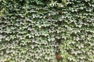 die Textur vieler blühender grüner Reben aus wildem Efeu, die eine Betonwand bedecken foto