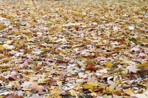 eine große Anzahl gefallener und vergilbter Herbstblätter auf dem Boden. Herbst Hintergrundtextur foto