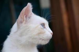 Reinweiße Katze mit türkisblauen Augen und rosa defekten Ohren foto