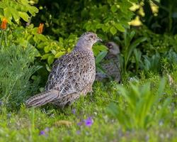 weißer und schwarzer Vogel auf grünem Gras foto