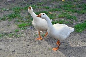 ein paar lustige weiße gänse laufen den schmutzigen grasbewachsenen hof entlang foto