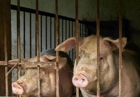 Zwei Schweine in einem Hausstall blicken durch die Gitterstäbe. foto