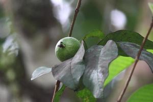 Foto der grünen Guavenfrucht, die noch auf dem Baum ist