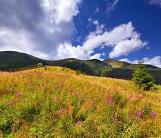schöne Sommerlandschaft in den Bergen mit rosa Blumen foto