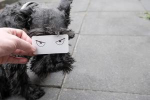 Die männliche Hand hält ein weißes Papier mit gezeichneten bösen Augen, das einen Teil der Schnauze eines schwarzen Hundeschnauzers bedeckt. Platz kopieren. foto