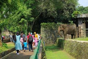besucher des ragunan zoo beobachten und fotografieren mit dem sumatra-elefanten elephas maximus sumatranus foto