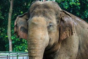 nahaufnahmefoto des sumatra-elefanten elephas maximus sumatranus im ragunan wildpark oder ragunan zoo foto