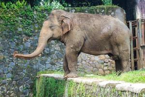 sumatra-elefant elephas maximus sumatranus im ragunan wildpark oder ragunan zoo foto