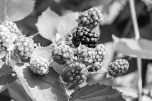 Fotografie zum Thema schöne Beerenzweig Brombeerbusch foto