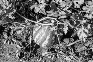 Fotografie zum Thema schöne kleine Frucht Wassermelone foto