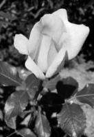 Strauß Wildblumen stachelige Rose blüht im Garten foto