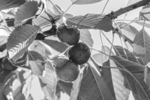 Fotografie zum Thema schöne Fruchtzweig Kirschbaum foto