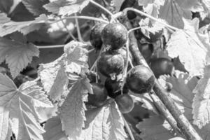 schöner Beerenzweig schwarzer Johannisbeerstrauch mit natürlichen Blättern foto
