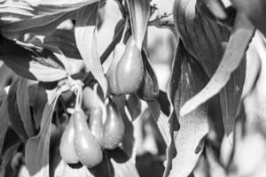 Fotografie zum Thema schön wachsen Beeren-Hartriegel auf Sommerlaub im Hintergrund foto