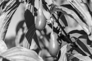 Fotografie zum Thema schön wachsen Beeren-Hartriegel auf Sommerlaub im Hintergrund foto