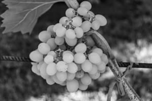 Fotografie zum Thema schöne Beerenzweig Traubenbusch foto