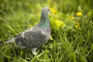 Taube im Gras. Vogel im grünen Gras. Taube auf der Erde. Vogelleben. foto