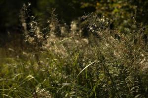 Natur im Sommer. Pflanzen im Park. natürliche Schönheit. foto