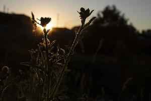 Pflanze bei Sonnenuntergang. Licht im Dickicht. Details der Sommernatur. foto