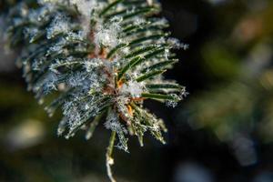 frostiger tannenbaum mit glänzendem eisfrost im verschneiten waldpark. weihnachtsbaum bedeckt raureif und im schnee. ruhige friedliche winternatur. extreme nördliche niedrige Temperatur, kühles Winterwetter im Freien. foto