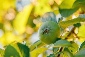 Perfekte grüne Äpfel, die auf Baum im Bio-Apfelgarten wachsen. Herbst Blick auf den Garten im Landhausstil. gesundes Essen veganes vegetarisches Baby-Diätkonzept. lokaler Garten produziert saubere Nahrung. foto