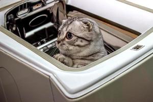 Schottisches Kätzchen schaut aus der Waschmaschine foto
