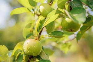 Perfekte grüne Äpfel, die auf Baum im Bio-Apfelgarten wachsen. Herbst Blick auf den Garten im Landhausstil. gesundes Essen veganes vegetarisches Baby-Diätkonzept. lokaler Garten produziert saubere Nahrung. foto