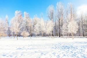 frostige Bäume im verschneiten Wald, kaltes Wetter am sonnigen Morgen. ruhige winternatur im sonnenlicht. inspirierender natürlicher wintergarten oder park. friedlicher kühler ökologienaturlandschaftshintergrund. foto