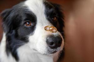 willst du mich heiraten. Lustiges Porträt eines süßen Welpen-Hund-Border-Collie mit zwei goldenen Eheringen auf der Nase, Nahaufnahme. Verlobung, Heirat, Vorschlagskonzept. foto