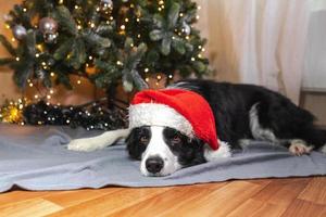 lustiger süßer Welpe Hund Border Collie mit Weihnachtskostüm roter Weihnachtsmann-Hut, der sich zu Hause in der Nähe des Weihnachtsbaums hinlegt. Vorbereitung auf den Urlaub. frohes frohes weihnachtskonzept. foto