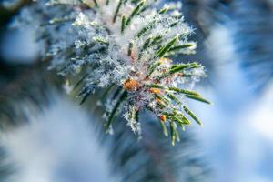 frostiger tannenbaum mit glänzendem eisfrost im verschneiten waldpark. weihnachtsbaum bedeckt raureif und im schnee. ruhige friedliche winternatur. extreme nördliche niedrige Temperatur, kühles Winterwetter im Freien. foto