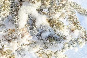 frostiger tannenbaum mit glänzendem eisfrost im verschneiten waldpark. weihnachtsbaum bedeckt raureif und im schnee. ruhige friedliche winternatur. extreme nördliche niedrige Temperatur, kühles Winterwetter im Freien. foto