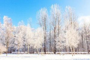 frostige Bäume im verschneiten Wald, kaltes Wetter am sonnigen Morgen. ruhige winternatur im sonnenlicht. inspirierender natürlicher wintergarten oder park. friedlicher kühler ökologienaturlandschaftshintergrund. foto