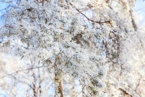 frostiger Ast im verschneiten Wald, kaltes Wetter am sonnigen Morgen. ruhige winternatur im sonnenlicht. inspirierender natürlicher wintergarten oder park. friedlicher kühler ökologienaturlandschaftshintergrund. foto