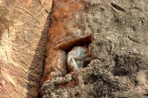 Haubenmakaken im Badami-Fort. foto