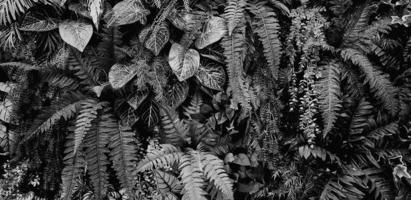 Farn, rote Blume und Blätter Hintergrund. Pflanzenwachstum oder Naturtapete in Schwarz-Weiß-Ton. Zierbaum zur Dekoration im monochromen Stil. schönes natürliches Konzept foto