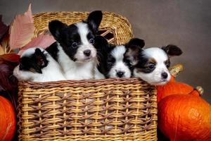 Vier süße Papillon-Welpen in einem Weidenkorb mit orangefarbenen Kürbissen foto