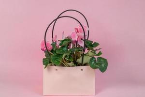 Rosa Cyclamen persicum in einem Topf und einer Papiertüte, verpackt als Geschenk auf rosa Hintergrund. Alpenveilchen foto