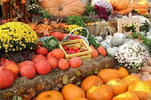 Bunte Bio-Kürbisse und Kürbisse auf der Landwirtschaftsmesse. Ernten des Herbstzeitkonzepts. Garten Herbst natürliche Pflanze. Thanksgiving-Halloween-Dekor. festlicher bauernhof ländlicher hintergrund. vegetarisches Essen. foto