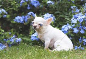 alter chihuahua-hund mit blinden augen, der im garten mit lila blumen sitzt. foto