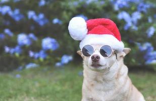 brauner Kurzhaar-Chihuahua-Hund mit Sonnenbrille und Weihnachtsmann-Hut, der auf grünem Gras im Garten mit violettem Blumenhintergrund sitzt. weihnachts- und neujahrsfeier. foto