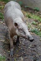 Babirusa im Zoo foto