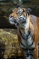 Sumatra-Tiger im Zoo foto