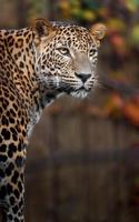 Sri Lanka Leopard foto