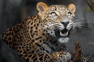 Sri Lanka Leopard foto
