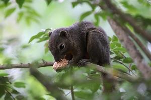 Wegerich-Eichhörnchen, das Früchte in einem Dschungel isst foto